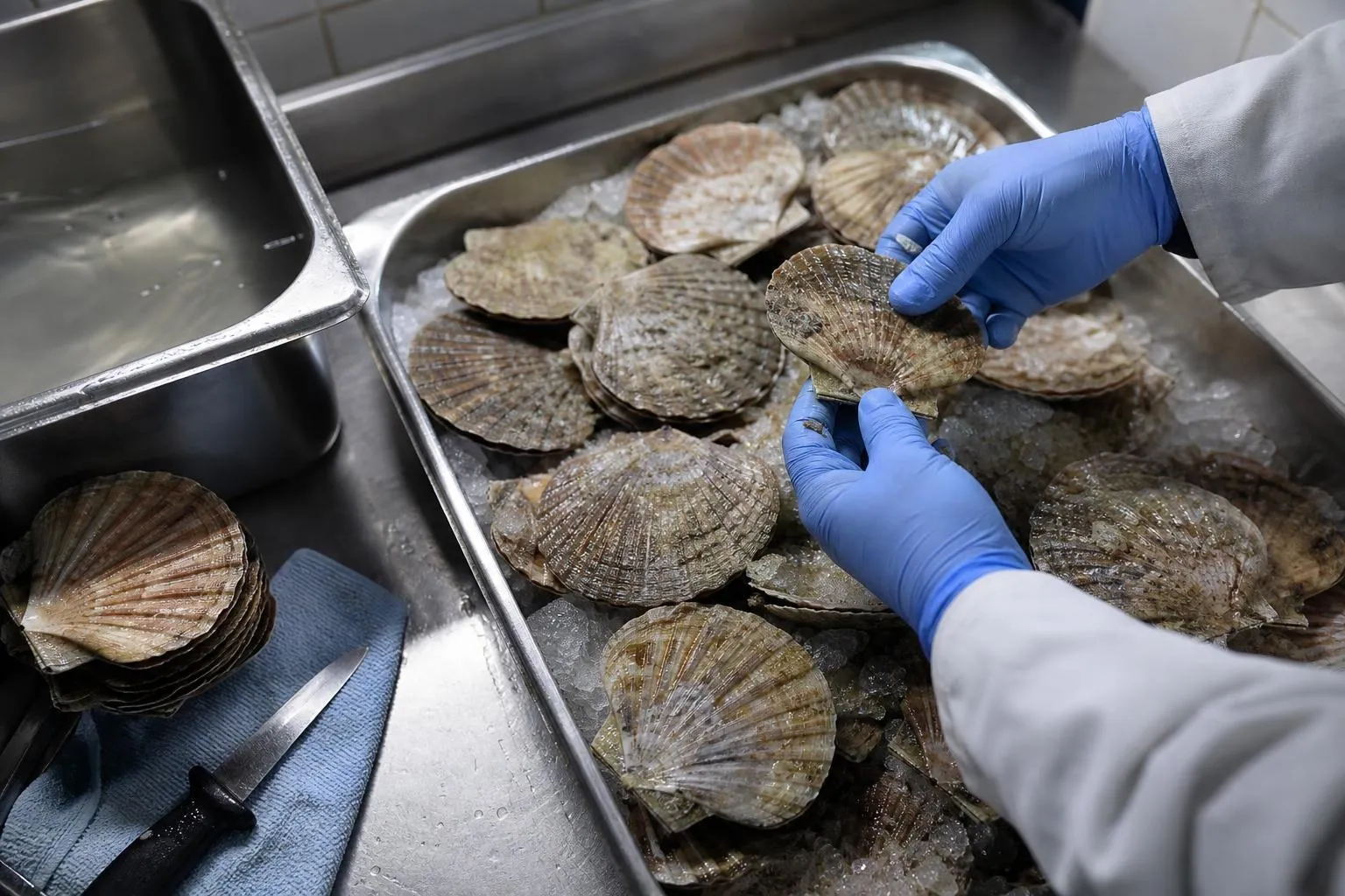 Coquilles Saint-Jacques entières disposées en corbeille inox sur de la glace, avec des mains gantées qui en retournent une
