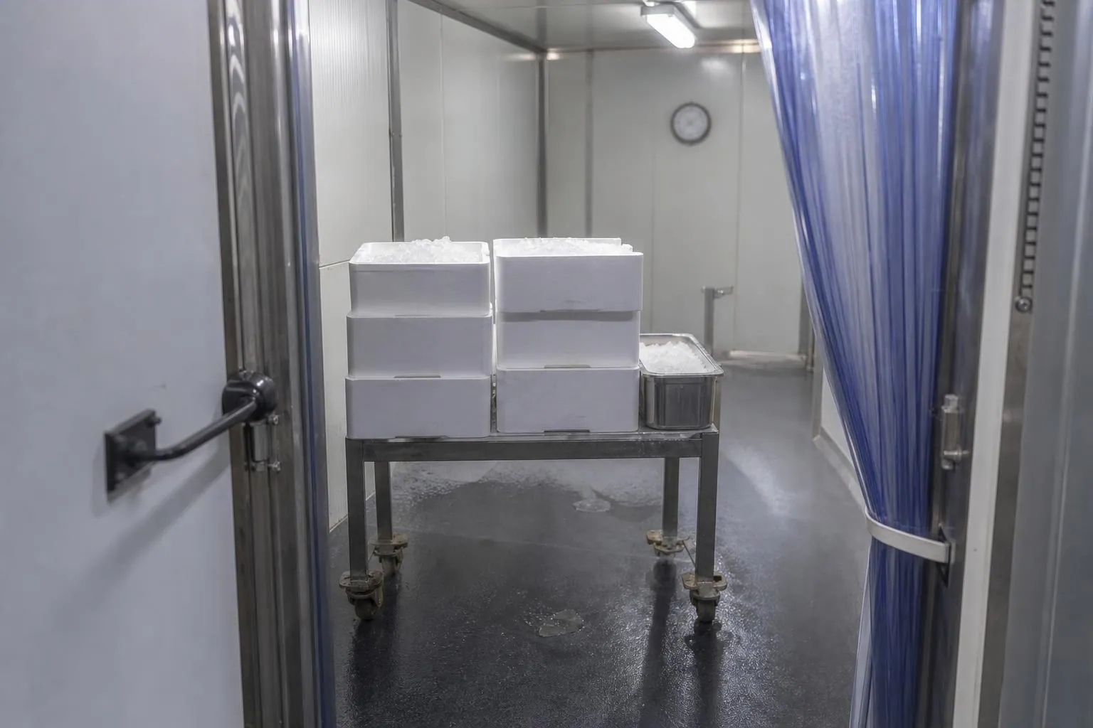 Chambre froide positive d’un laboratoire marée avec caisses de polystyrène empilées sur une desserte inox et une porte battante entrouverte